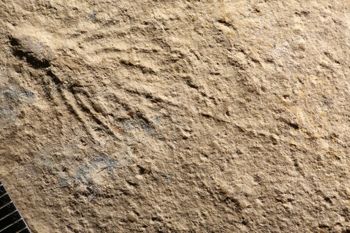 Media type: image;   Entomology PALE-6017